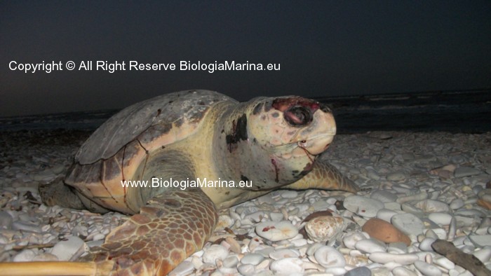 Tartaruga marina Caretta caretta rinvenuta a Marotta (PU)